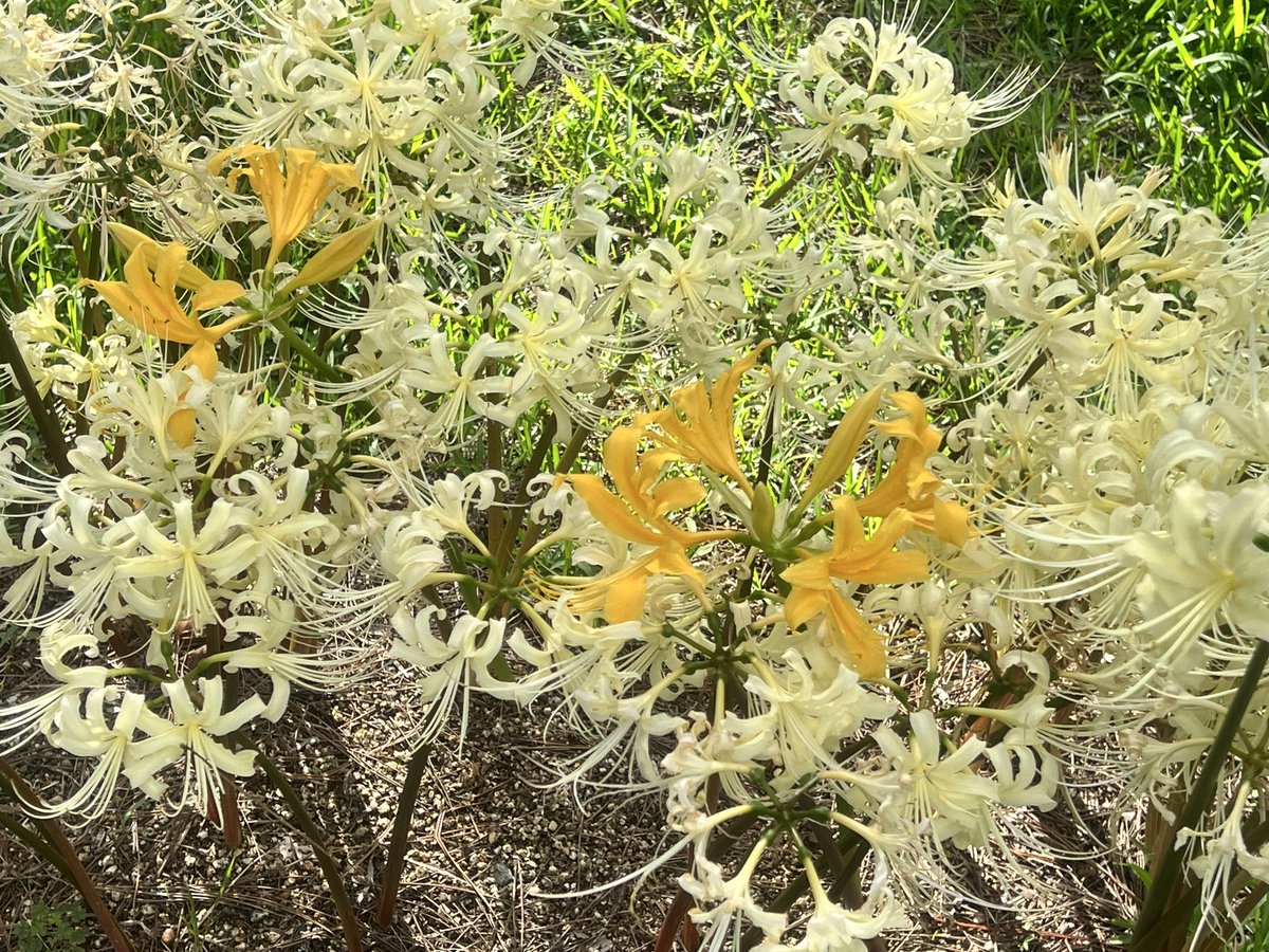 Nagareboshi75's tweet photo. 曼珠沙華って黄色の花も有ったんだ！！
めちゃくちゃ綺麗だ！ https://t.co/C67qBSp9Ha