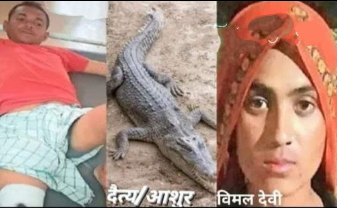 BanCheneProduct's tweet photo. To save her husband, a woman took on a crocodile and defeated the 400-kilogram beast; villagers hailed her as a lioness.

A livestock owner was watering his animals when death came calling from the Chambal River. A crocodile, lying in wait at the riverbank, lunged out in a split second, clamped its jaws onto the man's leg, and began dragging him into deep water. However, his wife, who was nearby, immediately jumped into the river. She rained blows on the crocodile's head with a stick and pulled her husband back from the jaws of death. The incident took place in the Chambal River, near the Mandrayal area of ​​Karauli district.

Her husband, Banne Singh, said, "I had resigned myself to the fact that I wouldn't survive today, but my wife has given me a new lease on life."

His wife, Vimal Bai, said, "What could be more important than one's husband? All fear vanished; even if I had lost my own life while trying to save his, I would have gladly sacrificed it. By rescuing my husband, I feel as though I, too, have been reborn. The crocodile had my husband in its jaws and was dragging him into deep water."

Truly, the Indian woman—you possess so many facets!