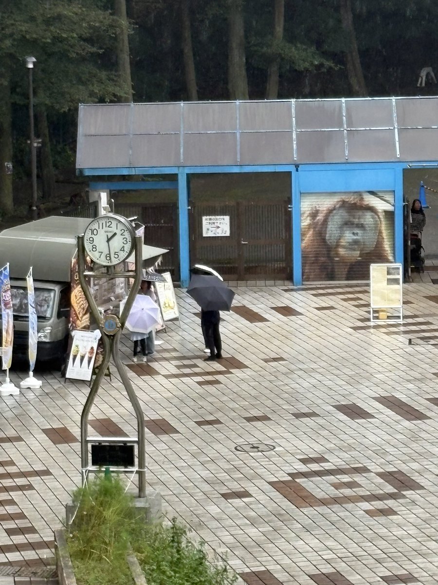 takko31874036's tweet photo. 9月23日水曜日🌧️
連休最終日、明日は閉園
設置工事は悪天候続きで進んでないっぽい
なんで、また閉山の可能性💦
という事で、ちょっと覗きに
来ちゃった♡

昨日の来園者数に比べて少ないわ

雨の中でも元気な男の子
発見！！

#がんばれパンチ
#パン活中 https://t.co/OzaYumRPZu