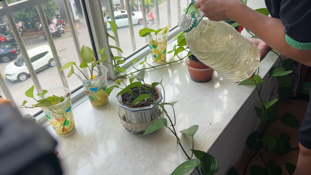 GeraldineMfycad's tweet photo. Cambia el agua de tus plantas de interior cada semana y dales luz indirecta. Así crecerán fuertes y saludables!， https://t.co/QxxrEMaFjJ