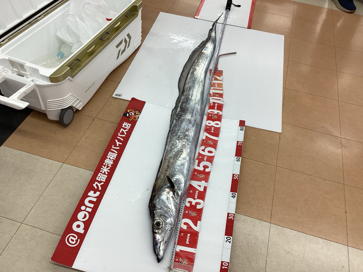 point_kurume's tweet photo. こんにちはポイント久留米店です🔥
お客様よりお持ち込みいただきました🎣

🟠平戸方面にて投げ釣りの釣果【27cmシロギス】

🔵錦江湾にて遊漁船『龍神丸』さんでの釣果【F10タチウオ】🐉

釣行でお疲れのところお持ち込みいただきありがとうございました♪
#釣具のポイント久留米店　#お持ち込み釣果 https://t.co/1Zne5IIxmX