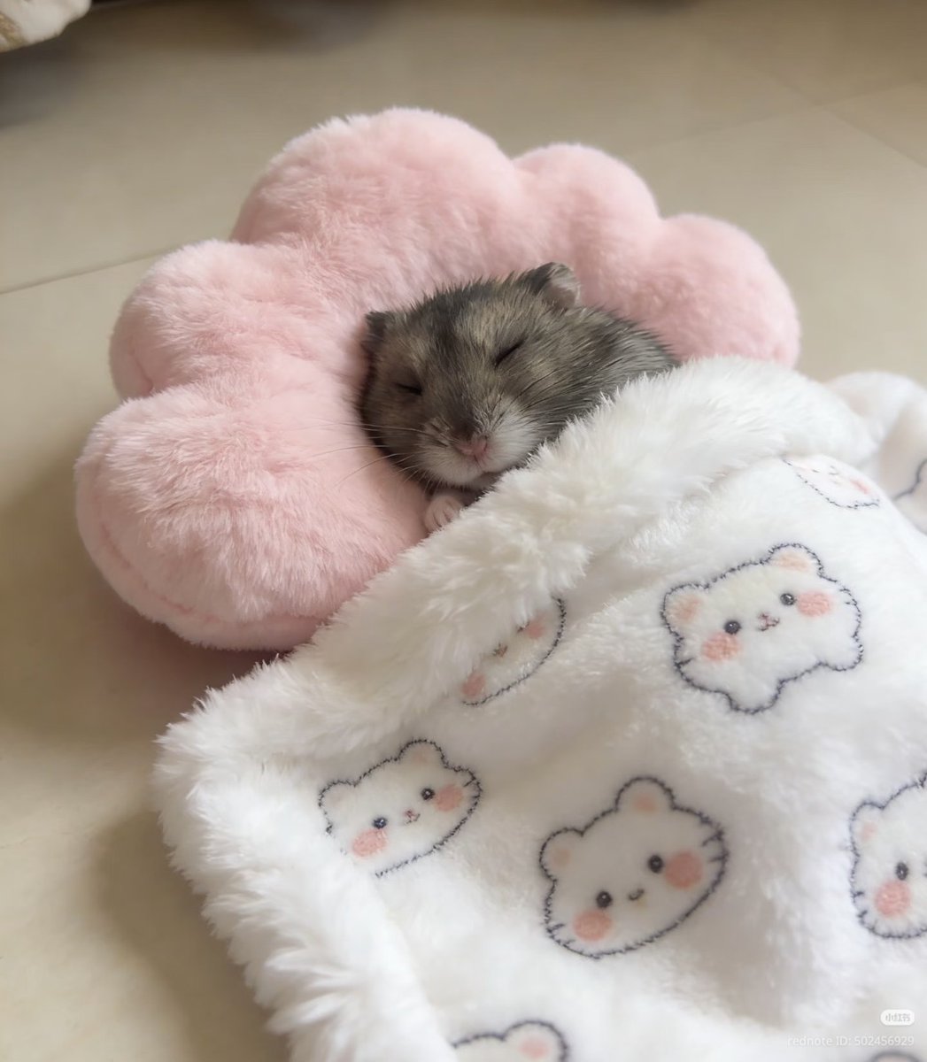 TweetsOfHamster tweet picture