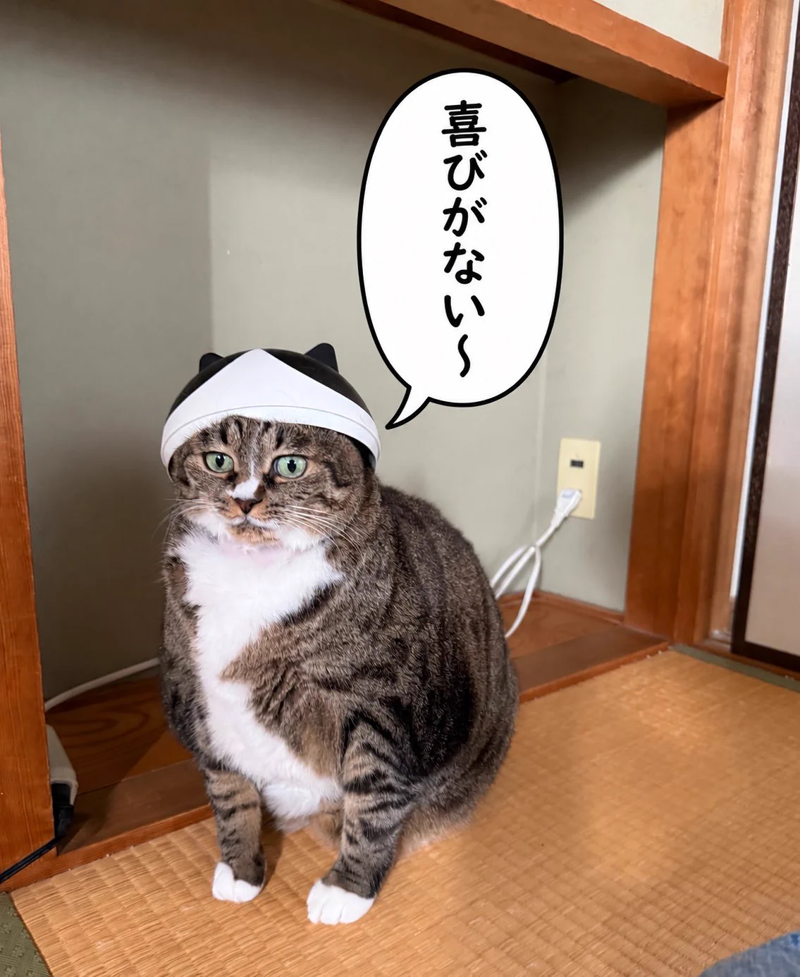 ふらんすねこ様♡ありがとうございます♡ ココニャ@猫写真集、発売中！ على X: 