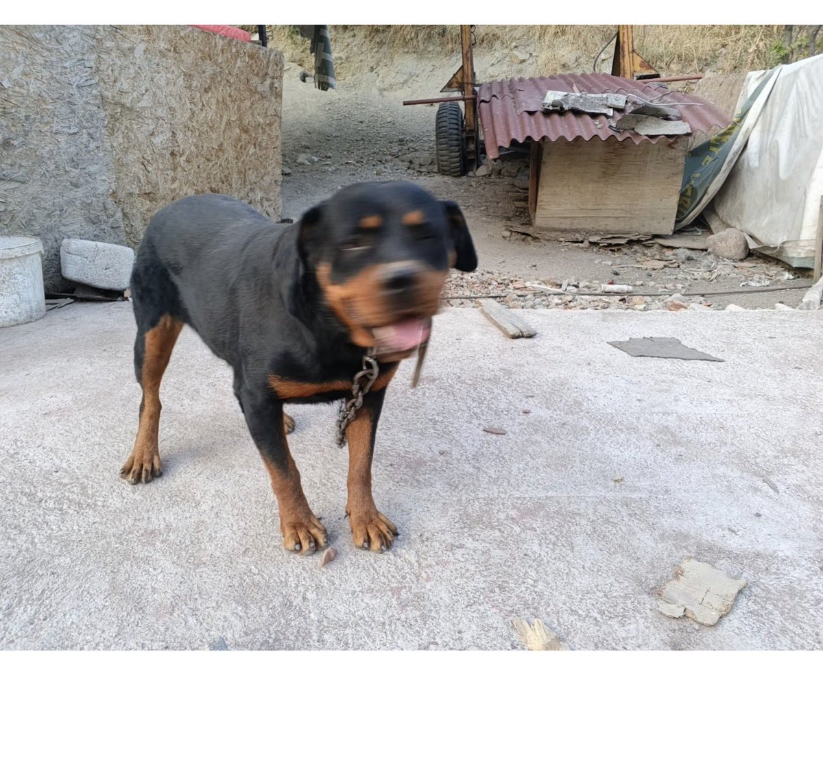 ankarapatiliky's tweet photo. Dostlarımız iki can baba ve oğul yıllarca zincire bağlı yaşamışlar. 8 yaşında baba. Bir kulübeleri dahi olmamış. Gecekondu yıkılıyormuş. Yarın barınağa verecekler. İkisi için pansiyon bulduk. Aylık 7 bin iki can için. İki canı pansiyona alıp ömürlük sponsoru olabilecek yada en az şu süreci geçirinceye kadar destek olabilecek kimse yok mu. Lütfen onları kurtaralım. Barınak sonları olur. 05534554352
