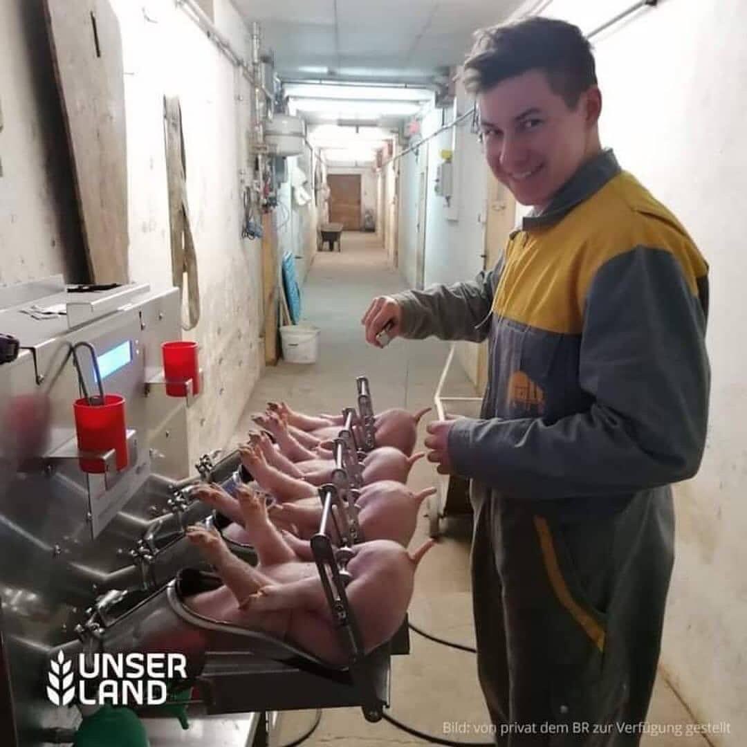 PieterseMarc's tweet photo. Serial torture treatments are very common in animal fHarmingπΊ These piglets are going to be castrated they were tail docked before. This sadistic industry picture wants you to believe that all piglets get anesthesia..it is not true. #EndAnimalExploitation #LiveVegan find your heart βοΈ