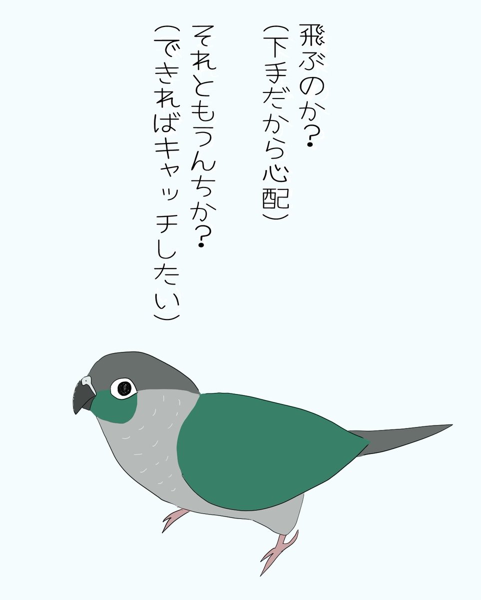 kupirinko's tweet photo. ポーちゃんが前傾姿勢になると飼い主に走る緊張感。
#インコのいる生活 https://t.co/aijmnU7MXX
