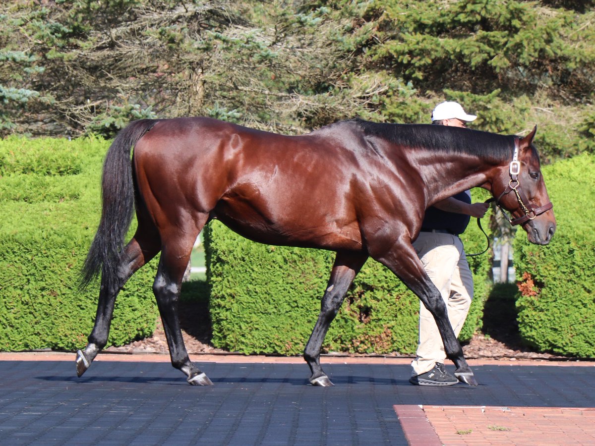 jbba_stallions's tweet photo. アメリカンファラオ(USA)
American Pharoah(USA) https://t.co/iG4fiproLB