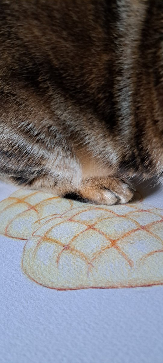 nyasuke58's tweet photo. メロンパン猫のせ https://t.co/XfIQxlaFkw