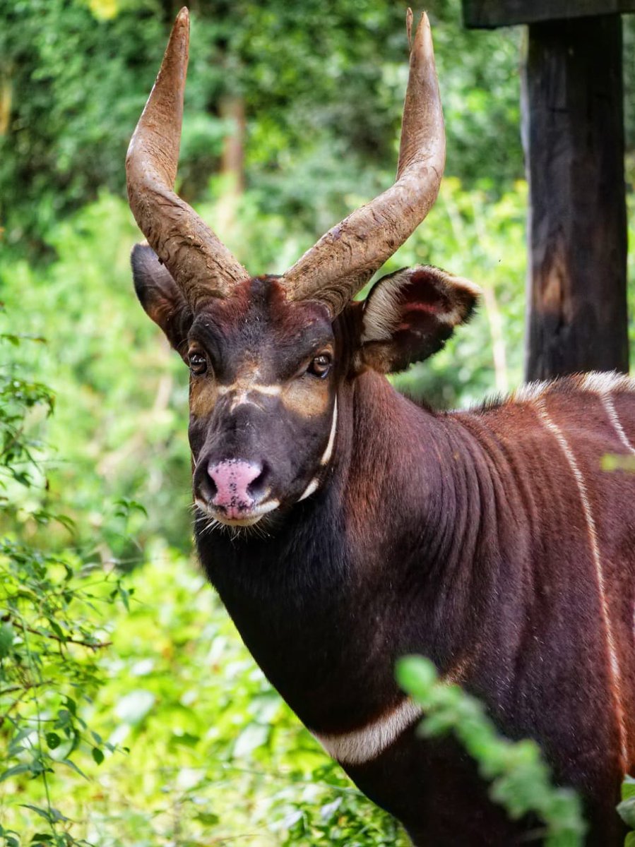 KWSKenya's tweet photo. Meet one of Africa's rarest antelopes found only in Kenya. 

The Mountain Bongo is entirely endemic to Kenya, found only in the Aberdares, Mount Kenya and the Mau Forest Complex. It's Critically Endangered, with just 66 to 100 left in the wild. 

That's why today matters. In Nanyuki, conservation leaders, scientists and communities have gathered for Africa Species Day and Kenya has launched the National Recovery and Action Plan for the Mountain Bongo (2026–2030); a roadmap aiming to rebuild a self-sustaining wild population of 750 individuals by 2075.

 It'll take protected forests, real science and monitoring, stronger breeding and reintroduction work and communities at the center of it all.

Protecting the bongo means protecting the forests and water catchments millions of people depend on too. 

Want to be part of the Bongo's comeback? Click the link below to see how you can contribute to our efforts.
https://t.co/CMz0Dl2Xtk

#SaveTheBongo #AfricaSpeciesDay #BongoRecovery #ThisIsOurWild #ExploreExperienceConserve