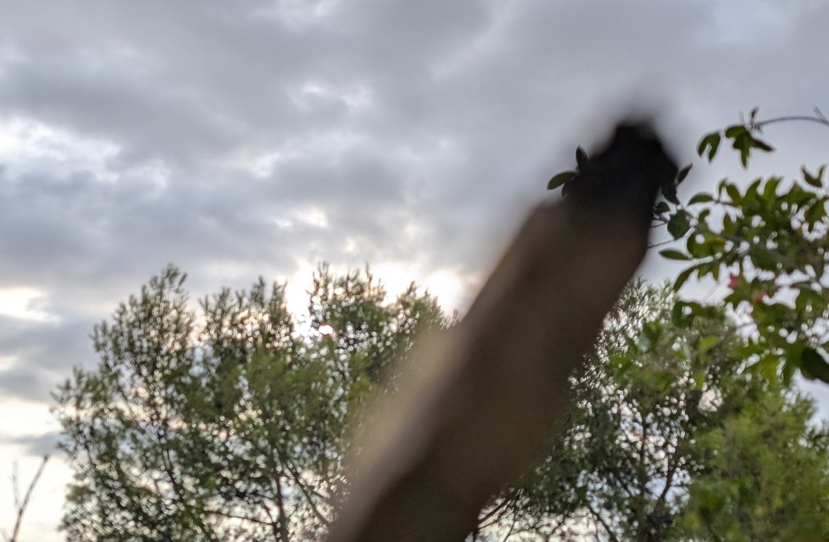DjBelzebud's tweet photo. 💨 #PlantesBalcon #WeedLovers #JointTime #CannabisChill #StonedVibes #Herbe #smokeweedeveryday https://t.co/SwFoNVpBbj