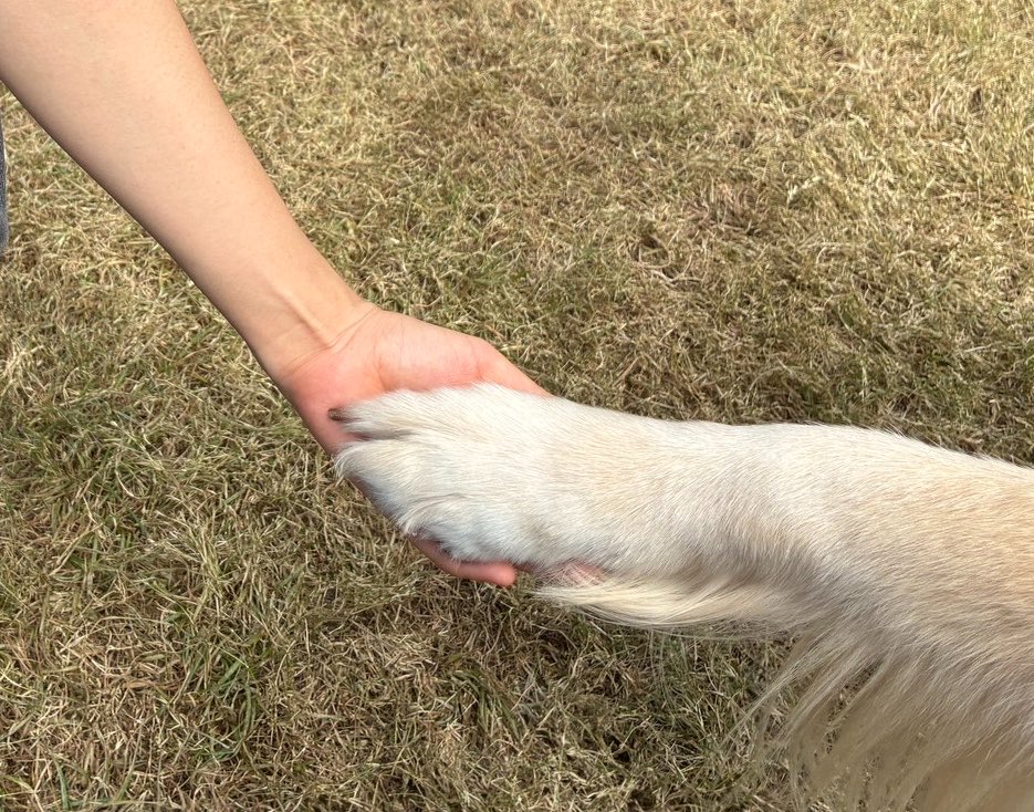 qa_z1l's tweet photo. 舞子公園で開催されたワンチャンコレクション行ってきました https://t.co/604EKqB4WZ