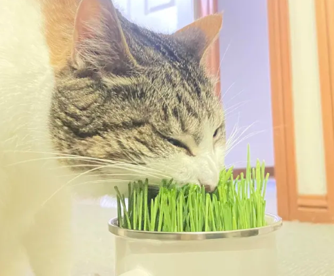 ArticulatedBean's tweet photo. @Alpackaaa I hope you rest and recharge from some much needed grass touching.
I'll get ya started. Here is my cat huffing grass xD https://t.co/rFhoyzRnf5