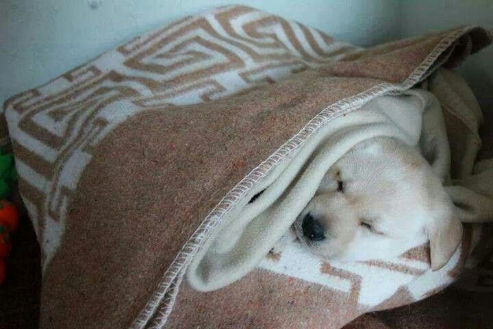 cutestpuppyy's tweet photo. Sleeping mood https://t.co/H5LQQmSsuG