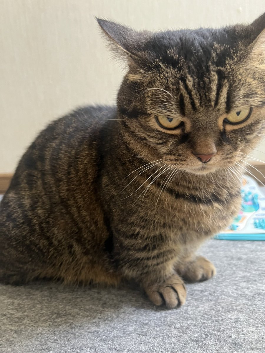 shananootto12's tweet photo. 猫の進化 https://t.co/y7KBWCPnBr
