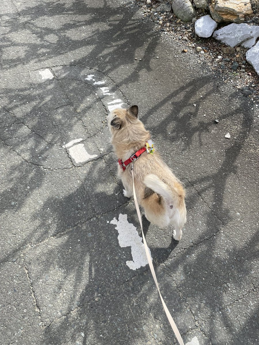 Sugar_maple_'s tweet photo. 道路も乾いたので散歩行ってきました🐾
 #犬のいる幸せ  #犬のいる暮らし 
 #犬のいる生活  #チワパグ https://t.co/Hoi5jIbgAb
