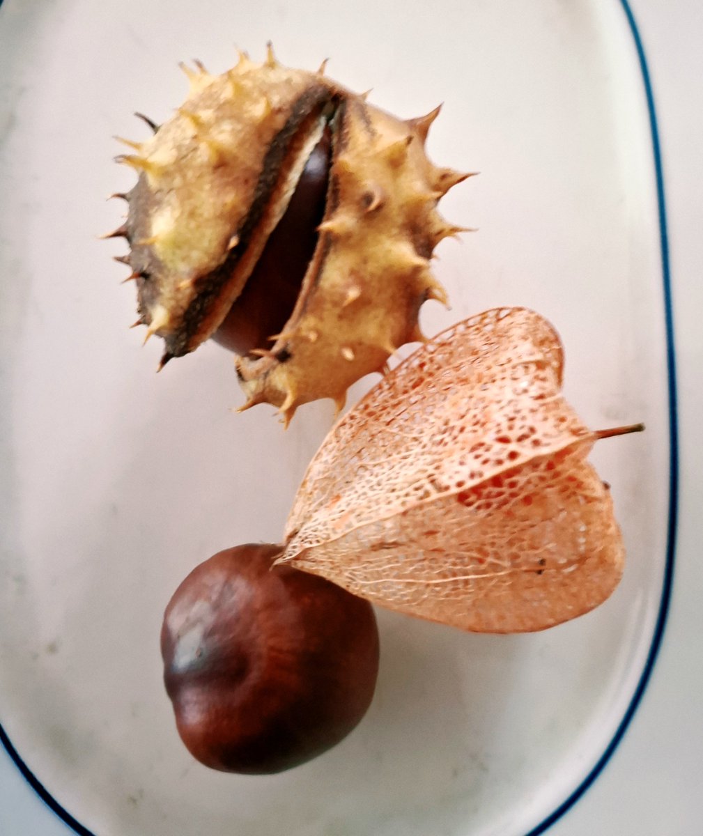 GeriMeftah's tweet photo. Beetje herfstgevoel.....#kastanje #herfst https://t.co/3BJqr9rhQ2