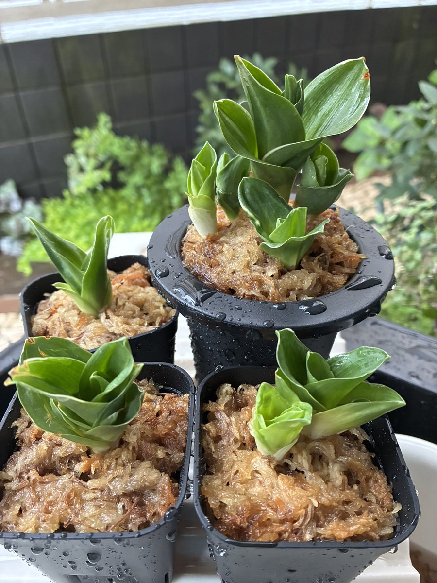 pipiko0830's tweet photo. 今日は実親2鉢と福包のやり直し完了✅
大葉の長寿楽もやりたかったんだけど、蜘蛛が葉の上でハンター中だったので邪魔しちゃ悪いかなと今日はやめといた😌
福包はこの前春光園のご主人にアドバイスを受けて２つに割ることにしたんだけど、不本意にもバラけてしまった😫ﾔｯﾁﾏｯﾀ

#万年青歴2年目 https://t.co/Xx9ImSaphE