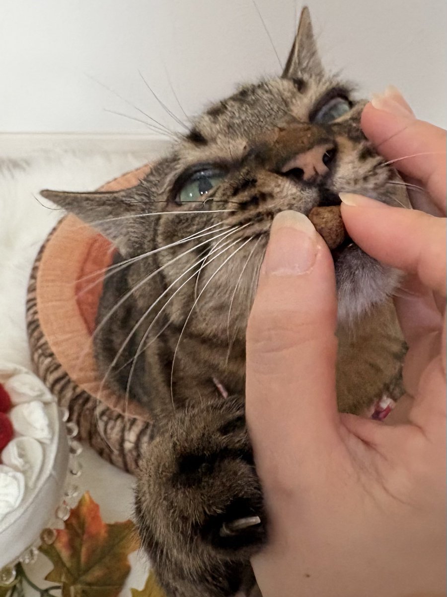eiru4's tweet photo. ルナ、12才になりました💕

大好きなまたたびボール食べようとするの可愛い💕
ケーキはフェルト製なので心配しないでね♫ https://t.co/ifsOuRBQtq
