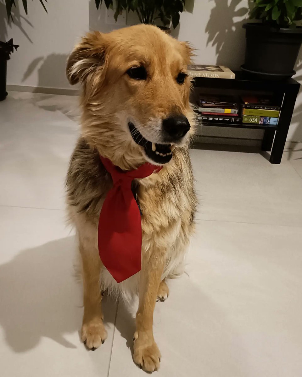 MarkusBrabant's tweet photo. He’d make a wonderful colleague! https://t.co/qXv497Ekgk