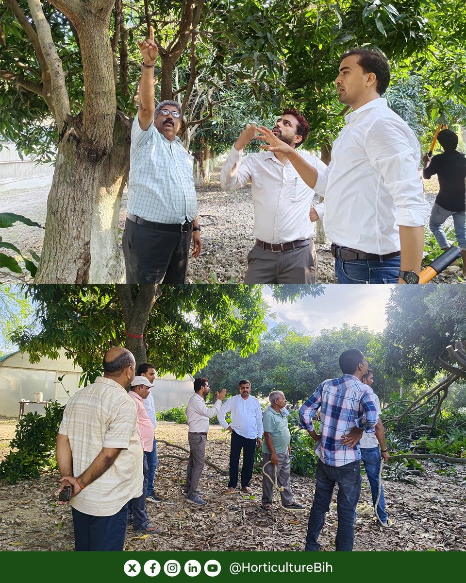 HorticultureBih's tweet photo. पुराने आम बागानों का जीर्णोद्धार , बेहतर उत्पादन की दिशा में एक कदम!  

CoE, देसरी में वैज्ञानिक तकनीक के माध्यम से पुराने आम बागान का जीर्णोद्धार किया गया।

यह कार्यक्रम इंडो-इजरायल आम क्लस्टर प्रमुख डॉ. महेश एम. कुलकर्णी एवं MASHAV मास्टर प्रशिक्षक डॉ. शिवेंदु प्रताप सिंह सोलंकी के उपस्थिति में किया गया।
#mango #horticulture