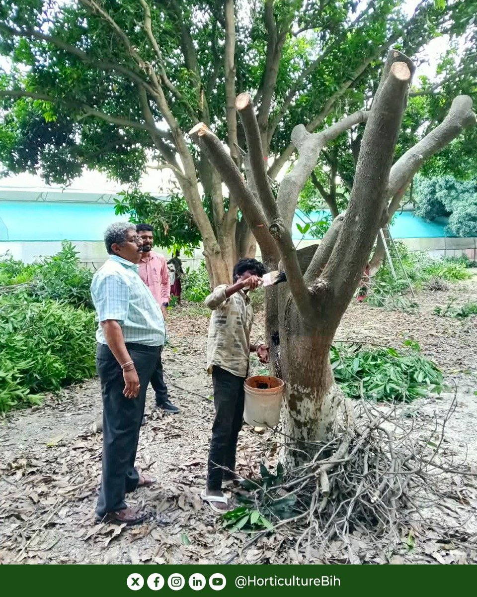 HorticultureBih's tweet photo. पुराने आम बागानों का जीर्णोद्धार , बेहतर उत्पादन की दिशा में एक कदम!  

CoE, देसरी में वैज्ञानिक तकनीक के माध्यम से पुराने आम बागान का जीर्णोद्धार किया गया।

यह कार्यक्रम इंडो-इजरायल आम क्लस्टर प्रमुख डॉ. महेश एम. कुलकर्णी एवं MASHAV मास्टर प्रशिक्षक डॉ. शिवेंदु प्रताप सिंह सोलंकी के उपस्थिति में किया गया।
#mango #horticulture