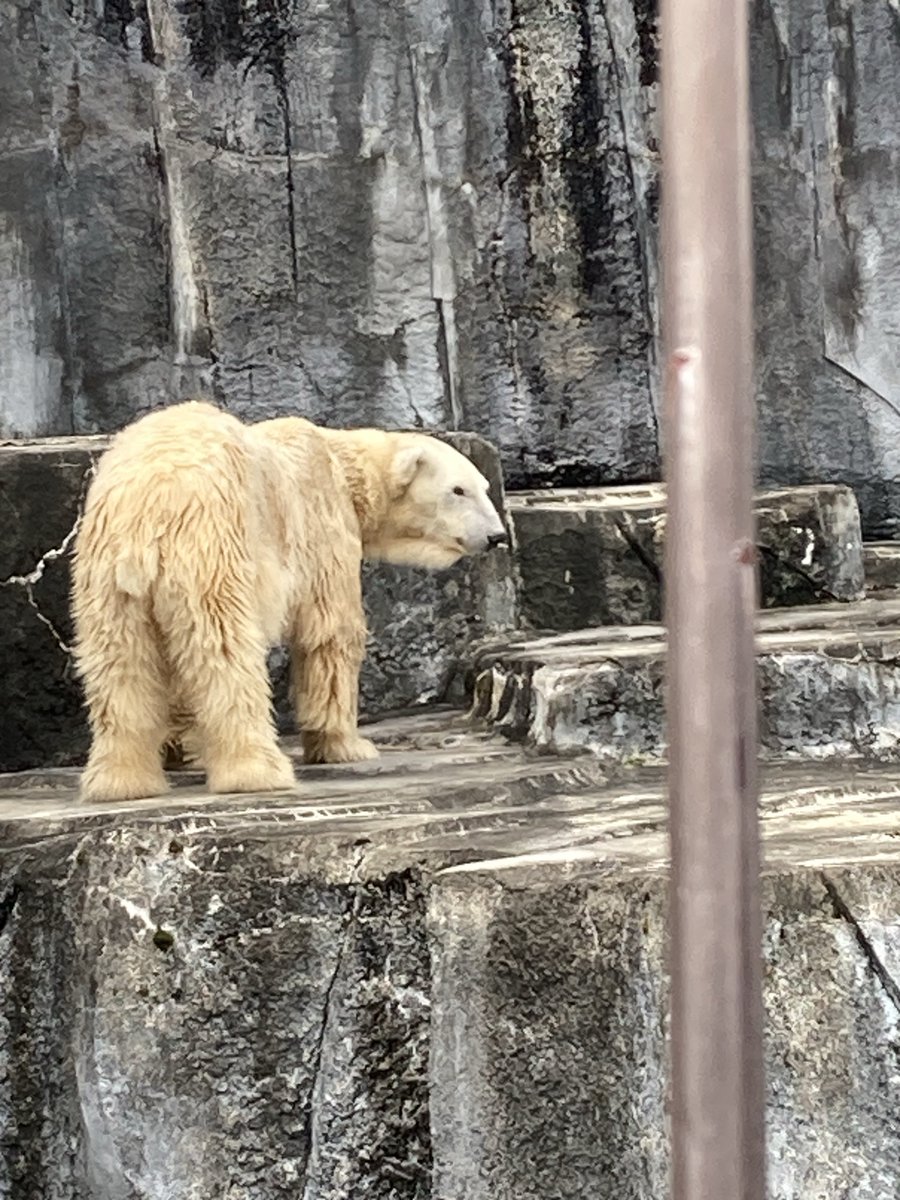 Azuma_Iduru's tweet photo. まさか帰ってからアトス氏のお弔いになろうとは…
とべ動物園にも高齢と紹介のある動物は多く一期一会の気持ちでした
皆さんどうかいつまでも健やかに https://t.co/eMTnZcsmBq