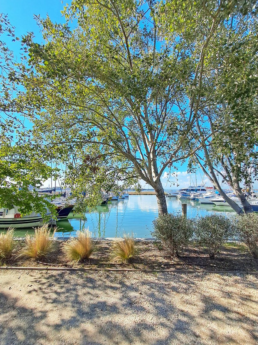 EnjoyRespectVe's tweet photo. 🌿 Isola della Certosa, nella Laguna nord di Venezia, tra San Pietro di Castello e il Lido. Circa 22 ettari di verde, alberi, sentieri e scorci sulla laguna: un’isola da scoprire passeggiando e da vivere a contatto con la natura. #Certosa #Venezia https://t.co/itabmpkd9h