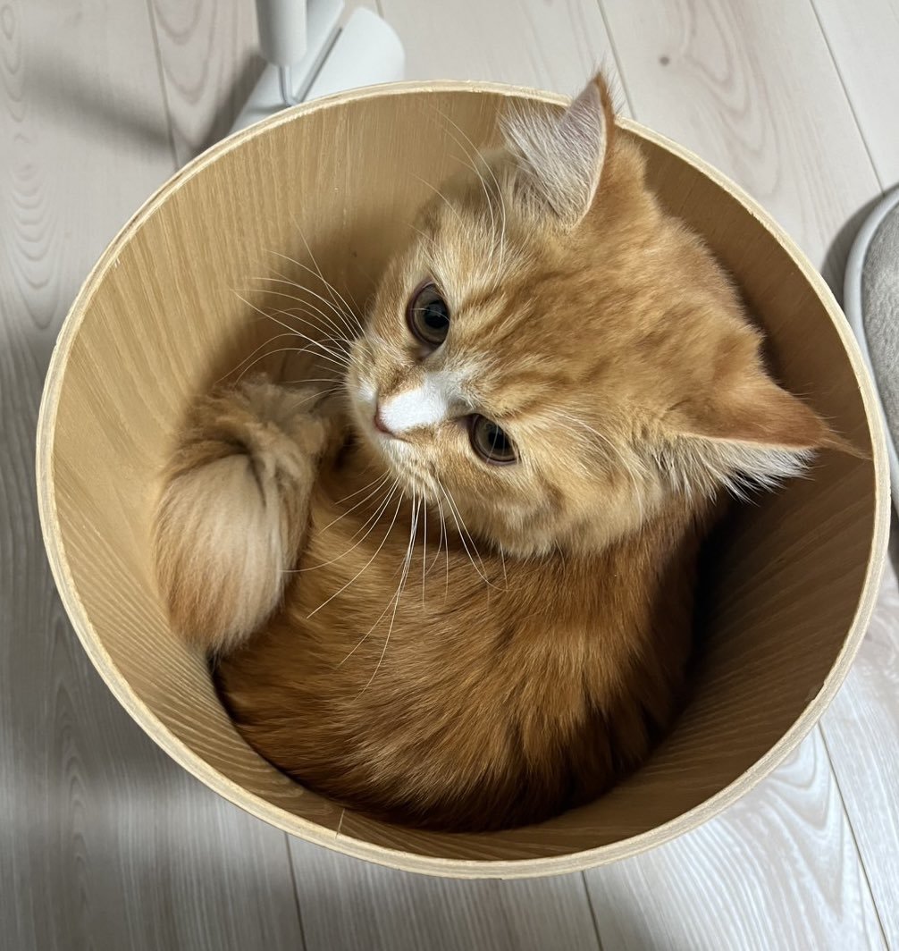 shinnichi2021's tweet photo. えーと、それゴミ箱🗑️なんだけど...

#猫 #猫好きさんと繋がりたい #猫のいる暮らし #猫がいる幸せ https://t.co/g5xxnCRKGc