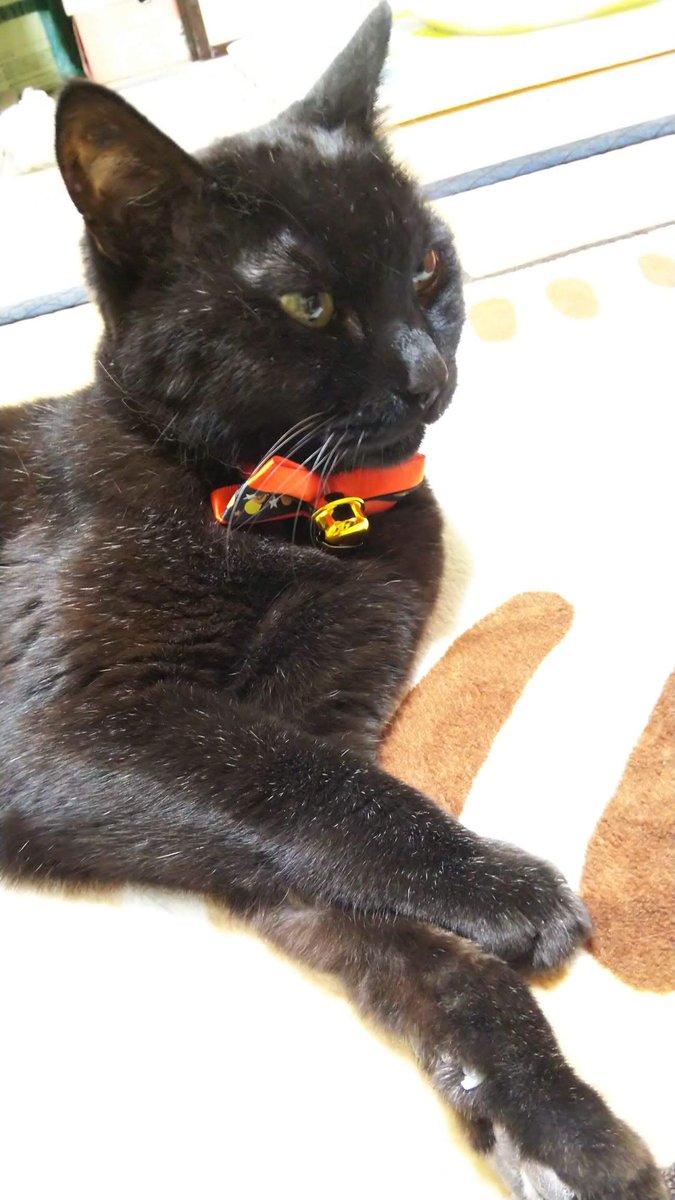 stakazono's tweet photo. ふと一昨年亡くなった黒猫おばあさまの顔を見に行った時に、時間を忘れてずーっと撫でながらずーっと泣いていたことを思い出してしまい、今日は1日ずっと哀しい気持ちで生きています。
向こうでも楽しくお喋りしてくれてるといいなー。 https://t.co/Drlx3hPwDR