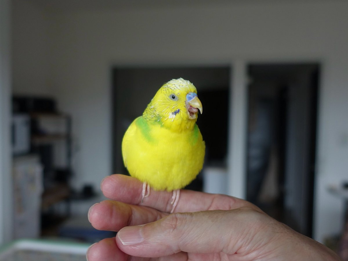 sekiseihouse's tweet photo. 【4192】きっかけは豆苗でした 🐥🌱| セキセイハウス☆セキセイインコの住む家の日々
https://t.co/U1IxhBcTOc
#Amebaブログ #アメブロ #セキセイインコ https://t.co/t5Zv4cfx3F