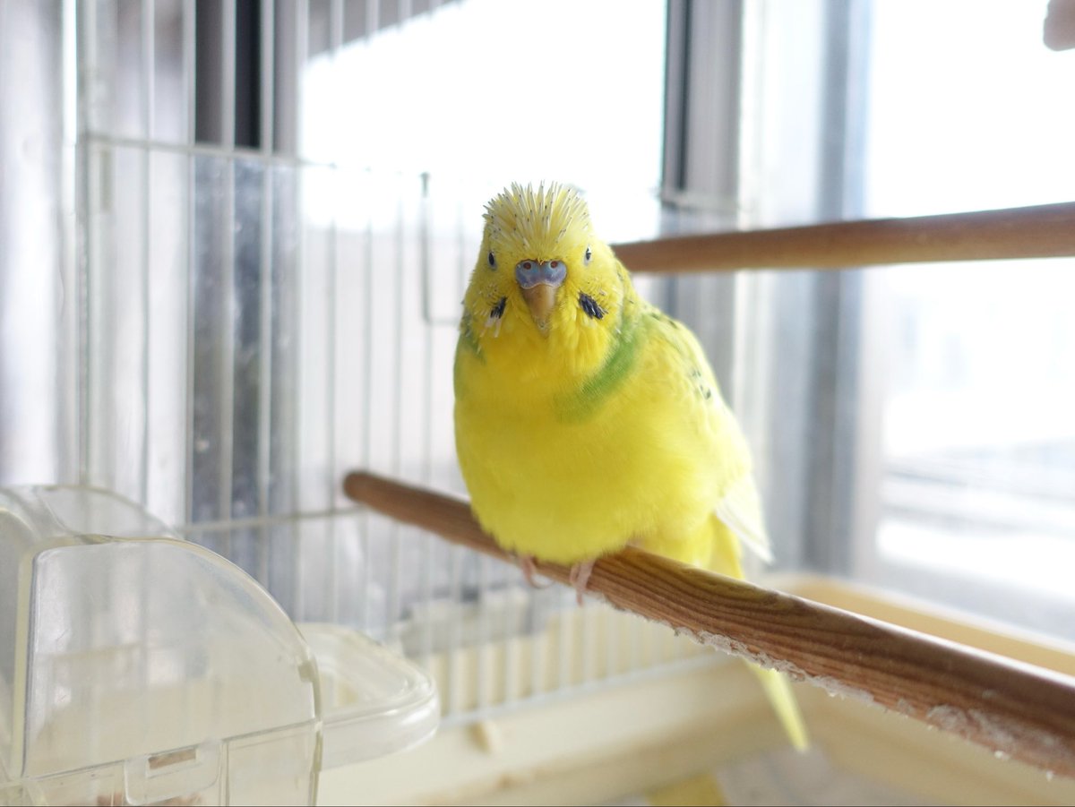 sekiseihouse's tweet photo. 【4192】きっかけは豆苗でした 🐥🌱| セキセイハウス☆セキセイインコの住む家の日々
https://t.co/U1IxhBcTOc
#Amebaブログ #アメブロ #セキセイインコ https://t.co/t5Zv4cfx3F