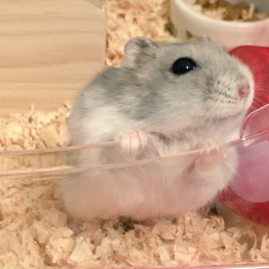hazarsuraj's tweet photo. すばる「かいぬちー」 https://t.co/8RiWhznVrS