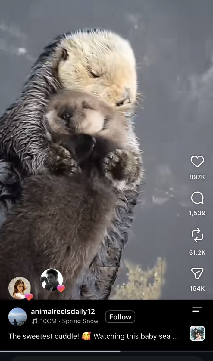 Emsundf's tweet photo. Kaan likes otter very much ,and even in his GC name, he calls it 'Otter gang’, Why does ilsu like them too,they share it and like it together,it's totally clear that they used to date each other.Ilsu's type of men is really bad and wild @ilsudemircii @emingunenc_ https://t.co/LC2tF72jCv