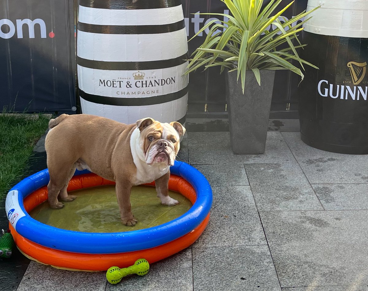 MaxxDoggSWFC's tweet photo. Wishing it was paddling pool weather again….. ☀️

Give me a follow, like and comment 🐾

#swfc
#sheffieldwednesday
#sheffield
#englishbulldoglover
#englishbulldogsofinstagram https://t.co/PqIhGW2TTw