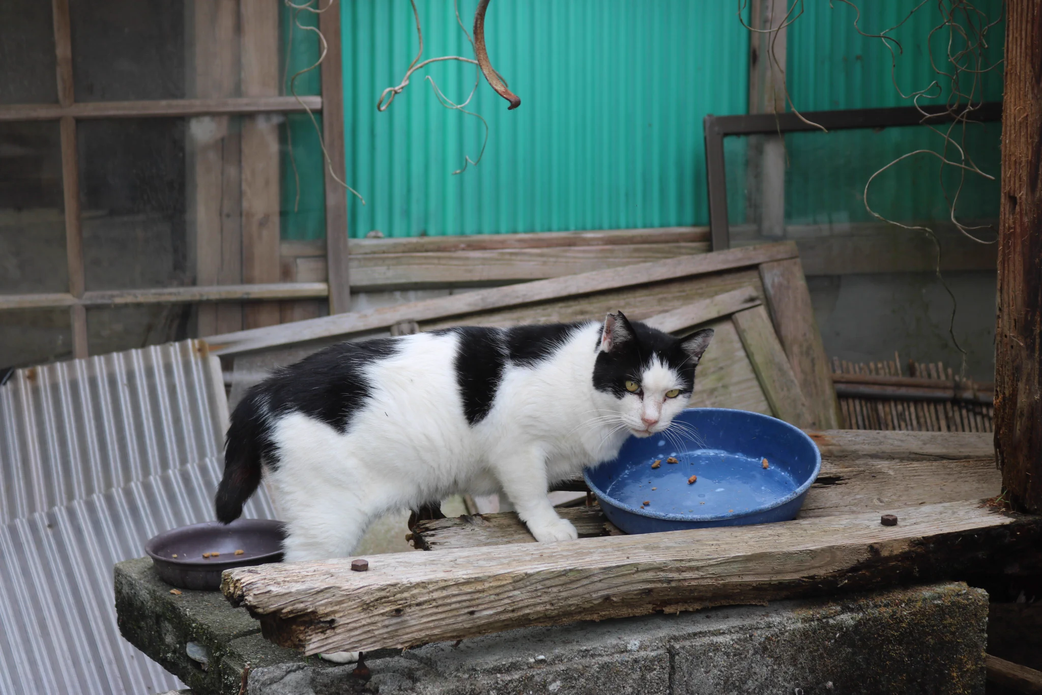 猫の島 青島 on X: 