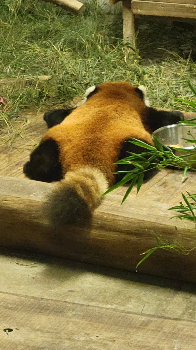 hamurazoo_'s tweet photo. お披露目シルバーウィークお疲れさまでした💤
皆さま雨の中ご来園いただきありがとございました💤
#ヒノトントンZOO #羽村市動物公園　
#きのこ #レッサーパンダ https://t.co/qPCBI2Ypw3