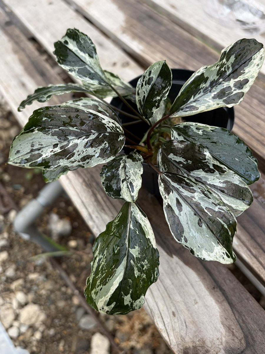 flon617's tweet photo. ヤフオクにてちゃこさんからBucephalandra cf. motleyana Variegataを購入させて頂きました😊

実物で見るとすごく綺麗でびっくりしました😳
溶かさないよう大事に育てます🌱 https://t.co/HD8P9kZW5R