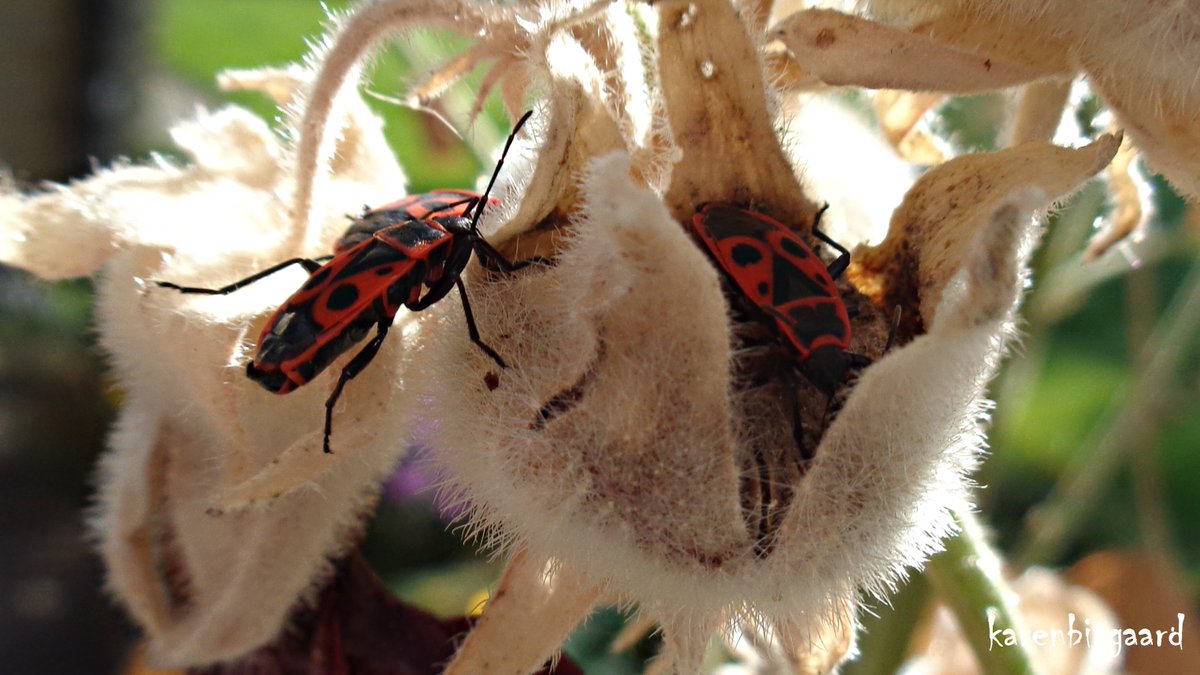 KarenBisgaard1's tweet photo. https://t.co/YWBq9wfiUF
#firebugs #bugs #hollyhockseedpods #naturephotography https://t.co/bDb7PPwuJn