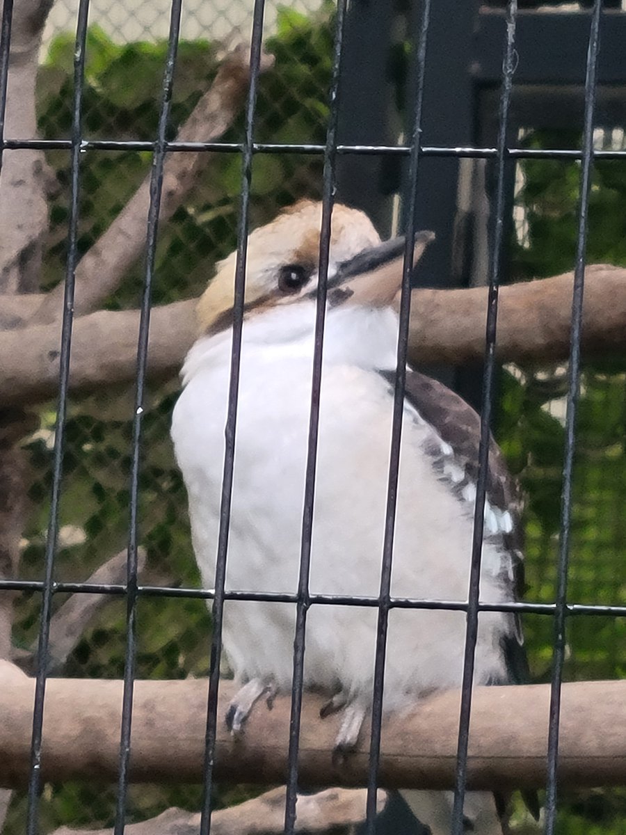 _55te_koutya's tweet photo. 動物見てきた https://t.co/HPb3USodXj