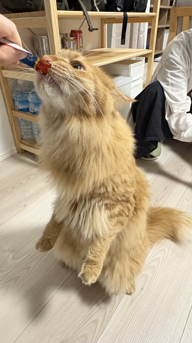 chaipekoe's tweet photo. チャイも知らない形してる https://t.co/gWG543A0C5