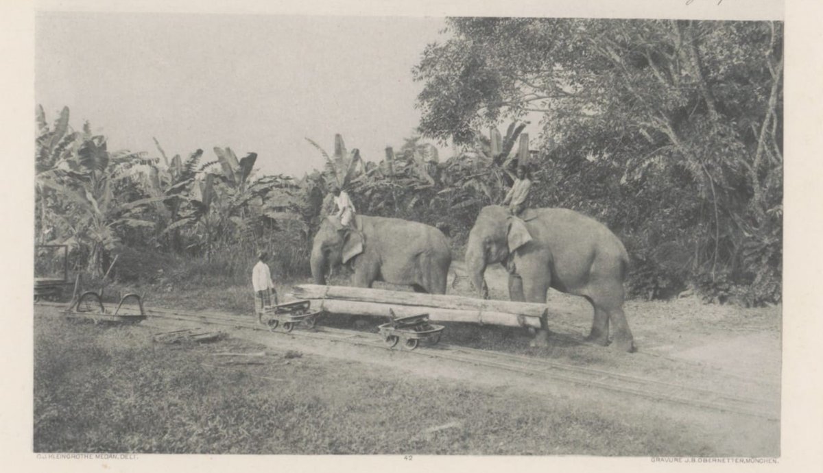BazarinaS75320's tweet photo. Bagaimana kondisi Gajah di era kolonial?

Pada masa kolonial, gajah digunakan oleh pasukan Belanda di Aceh untuk membawa senjata dan perlengkapan ke daerah yang sulit dijangkau kendaraan.
Kasihan gajahnya kalau lihat fotonya (membawa beban berat)

Gajah dulu juga dimanfaatkan untuk membuka lahan dan pembangunan infrastruktur perkebunan.

Terkait perlindungan Gajah, Pemerintah Hindia Belanda kemudian mengeluarkan Wildlife Protection Ordinance (Staatsblad No. 234 Tahun 1924). Gajah termasuk satwa yang mendapat perlindungan di wilayah luar Jawa.
