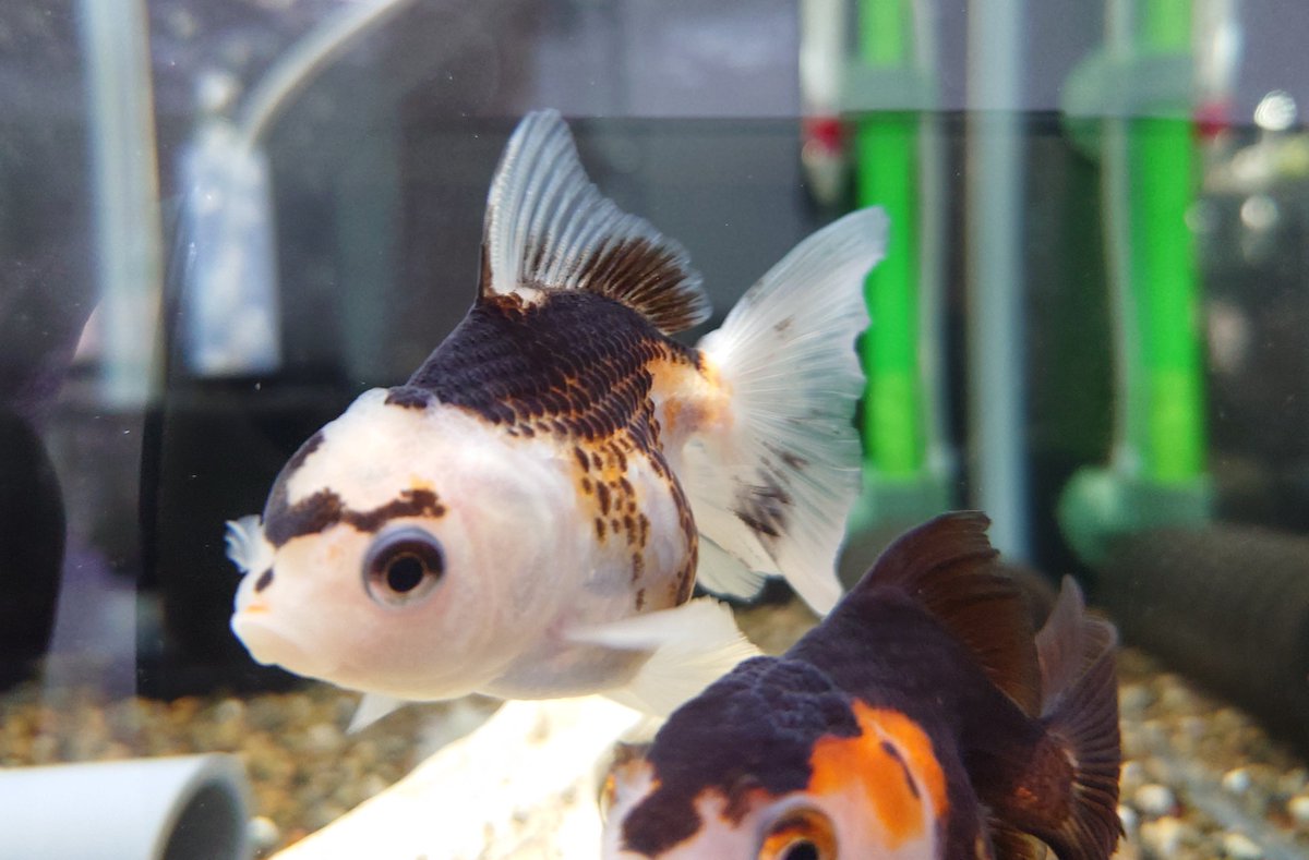 suIsaidou9twpr's tweet photo. 本日も１７時〜２０時で営業になりますけ！

やっぱり黒系の金魚の色が変わってしまうのは防げないのかな🤔？
だいぶ白が目立つ子が出てきてしまった…けどカワイイから良いよね🤣

#オランダシシガシラ
#金魚
#白黒金魚
#羽衣オランダ
#熱帯魚
#沼津市 https://t.co/Y7UhvRcqtz