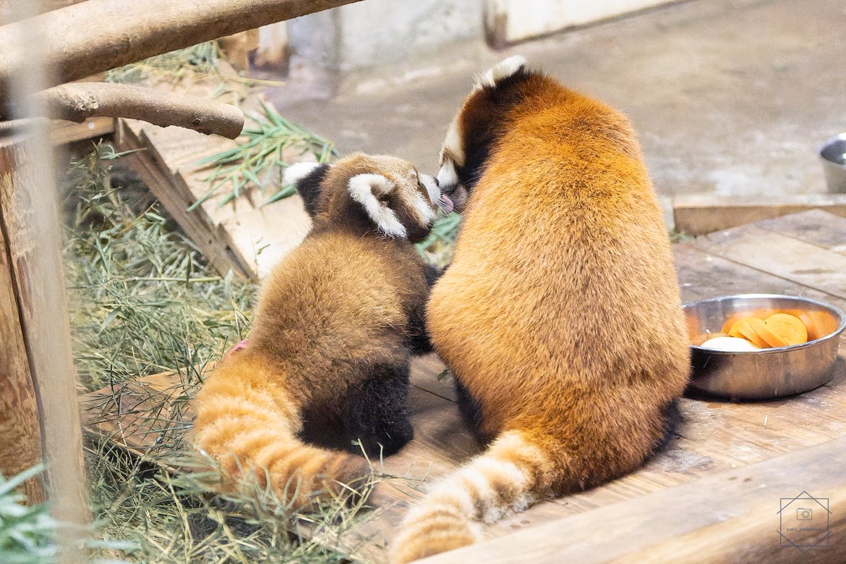 kaki_RedPanda tweet picture