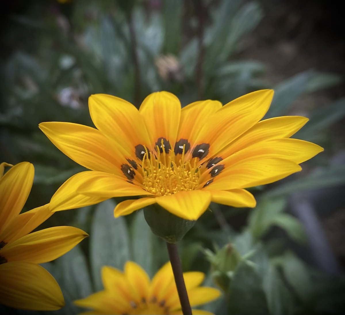 _bibliognost__'s tweet photo. 🌼🍃🌼📸 https://t.co/Uf3kW3morK