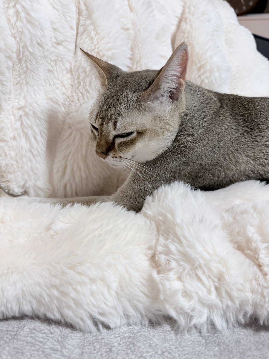 fifidayoo's tweet photo. 猫界隈で流行ってる毛布。ふぃーは気に入ったのにゃ🐱

#しまむら　#猫 #シンガプーラ https://t.co/GaFLsu3dDI