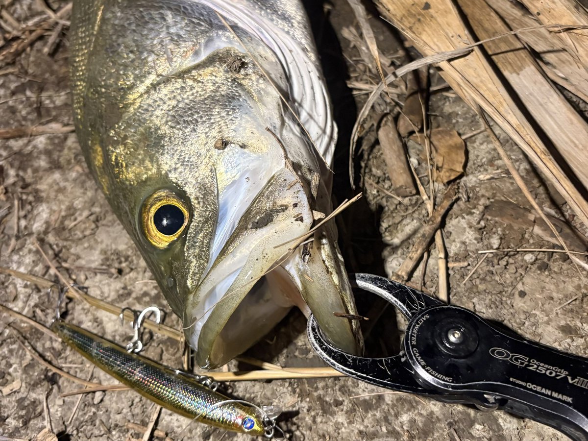 sho_angler_'s tweet photo. 有明海🌊
ナイトのサヨリパターンスタート‼︎📣

12cm-16cmクラスのプラグが高反応♪
#有明海 #シーバス
#アウトスター120s #マニック155 #ブローウィン125fスリム https://t.co/fi8RW2YMGF