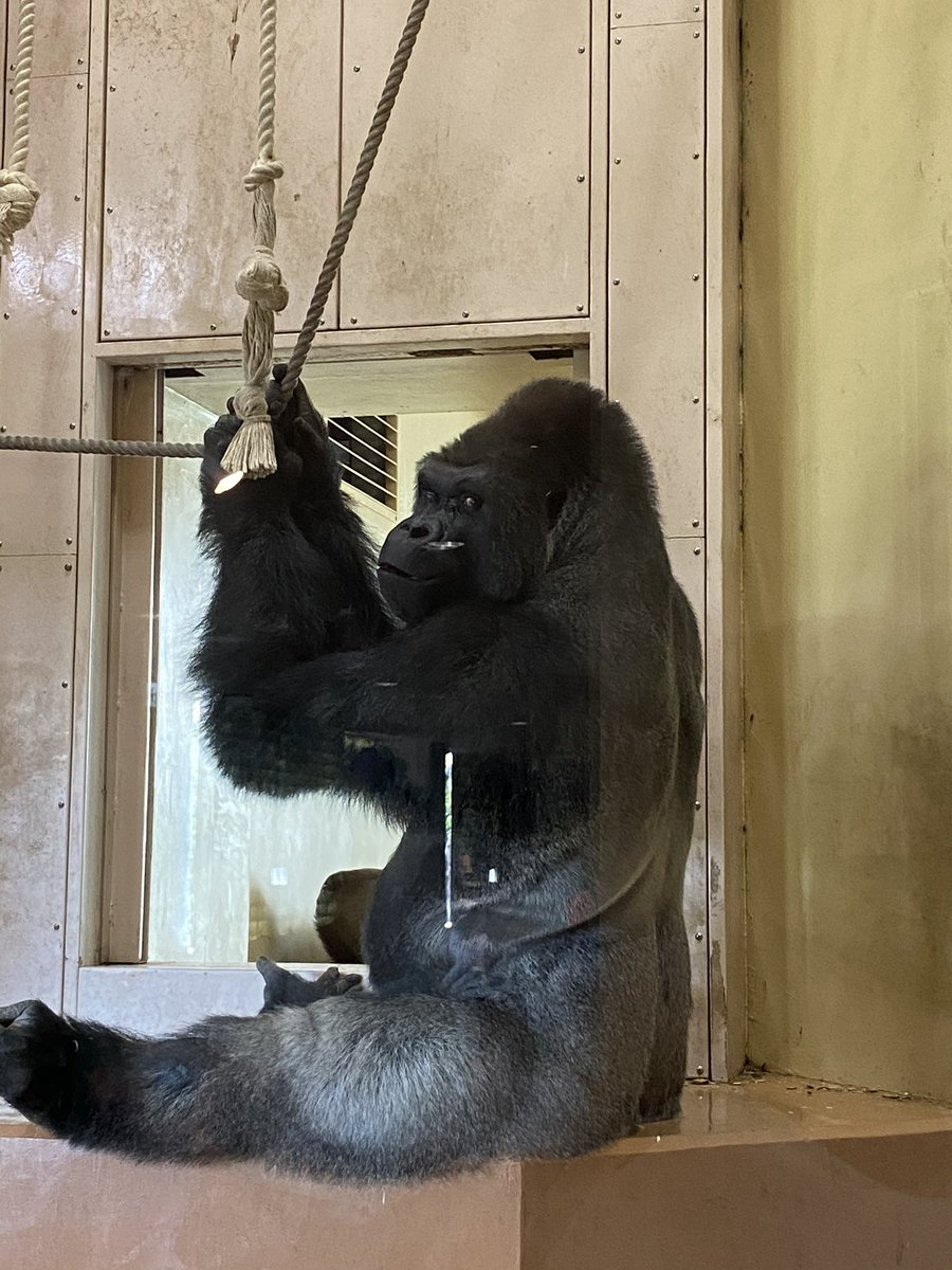 Platinadent's tweet photo. チョーチャン、東山動物園のイケメンゴリラ、シャバーニを見に名古屋においでよ https://t.co/SQ9Ia9hnGs