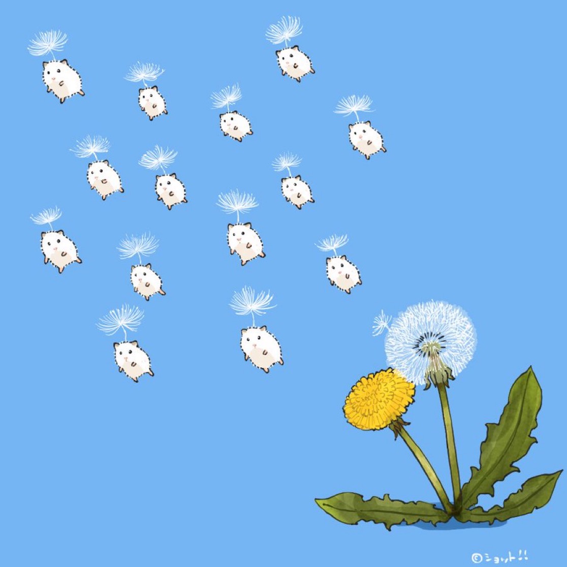 upiupisyo's tweet photo. 綿毛(再掲) https://t.co/7A4LgH6zdY