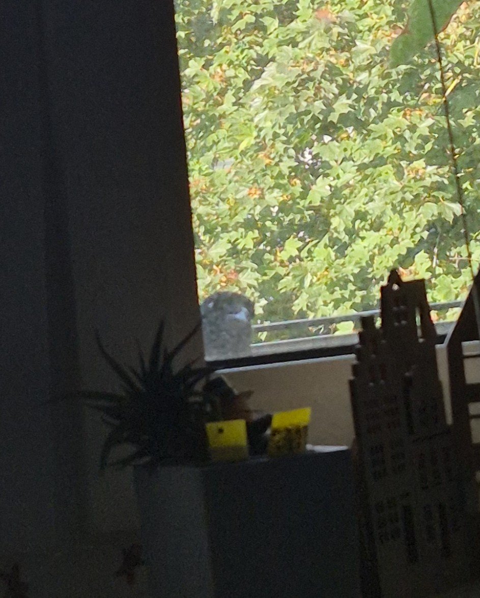 DumbEmoFurry's tweet photo. Friend at the window https://t.co/AAhC7OgCAK