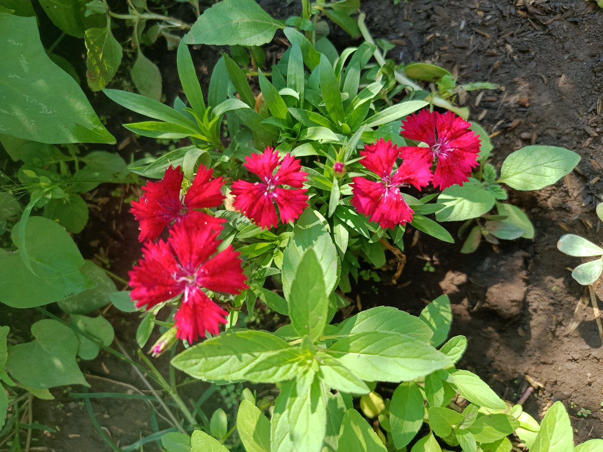rince_life's tweet photo. Dianthus flower adalah bunga edible yang bisa dimakan❤🌿🧚‍♀️

Biasanya dibuat garnis makanan dan kue, besok aku mau buat garnish ah🧚‍♀️🥰❤ Cantik sekali mudah tumbuh dan minim perawatan🥰 https://t.co/bTrXyxvNSf